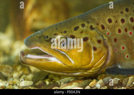 La trucha marrón, la trucha de arroyo, la trucha de río (Salmo trutta fario), macho, retrato, Alemania, Baviera