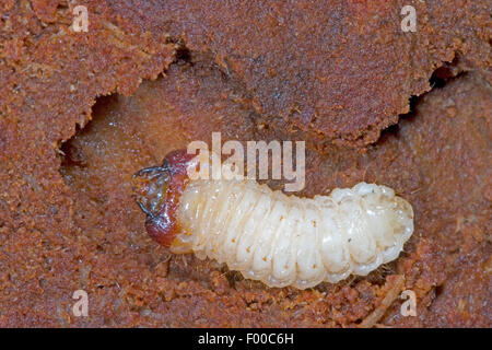 Pino estriada estriada barrenador barrenador de pino (Rhagium inquisidor), larva, Alemania