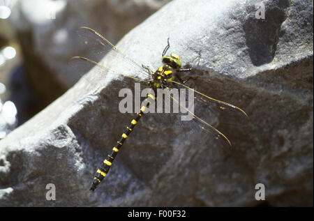 Rodeadas de golden dragonfly (Cordulegaster boltoni, Cordulegaster boltonii Cordulegaster, annulatus), macho, Alemania Foto de stock