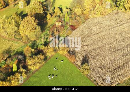 Zona agrícola con campos, praderas, setos y vacas desde el aire en otoño, Bélgica Foto de stock