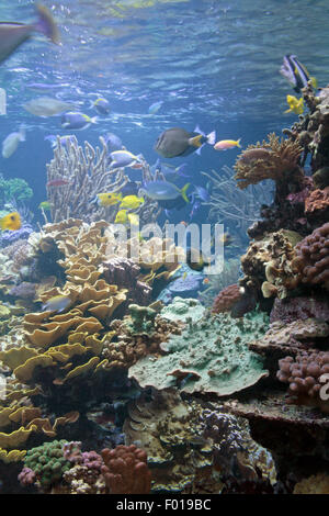 El acuario de peces tropicales y coloridos arrecifes de coral en el Acuario Atlantis en Riverhead New York