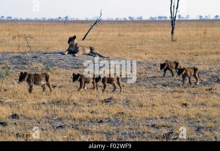 León (Panthera leo) con el Cubs, Savuti zona de marismas, el Parque Nacional Chobe en Botswana. Foto de stock