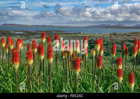 Al rojo vivo los pókeres crecen en Crofters cottage garden en bahías Loch Berneray Hebrides Foto de stock