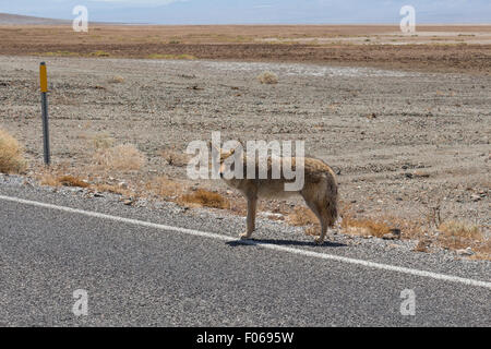 Coyote en la carretera, el Valle de la muerte, EE.UU. Foto de stock