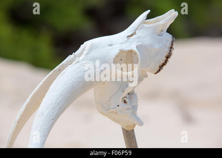 Cabeza cráneo blanco hueso animal en la playa salvaje, Galápagos Foto de stock