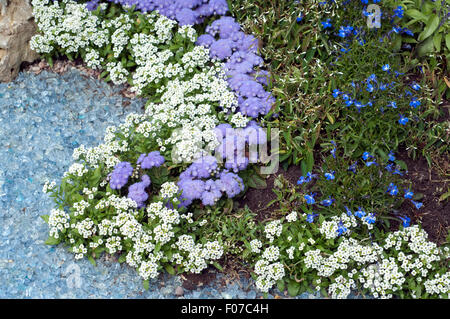 Grabbepflanzung; Randbepflanzung, Blumen Foto de stock
