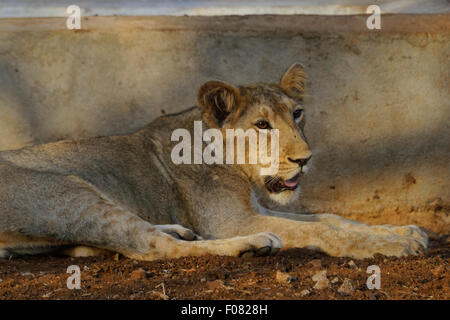 Juveniles de león (Panthera leo persica) en el parque nacional de Gir, Gujarat, India