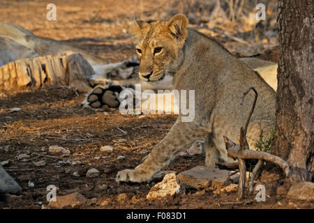 Los menores León asiático (Panthera leo persica) en el parque nacional de Gir, Gujarat, India