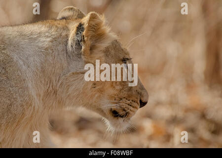 Los menores León asiático (Panthera leo persica) en el parque nacional de Gir, Gujarat, India