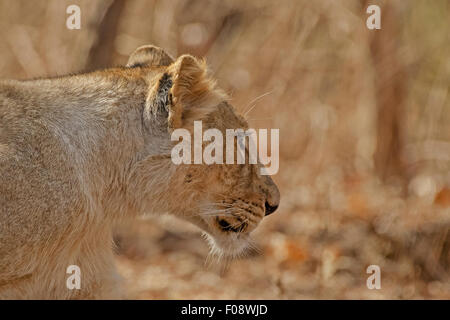Los menores León asiático (Panthera leo persica) en el parque nacional de Gir, Gujarat, India