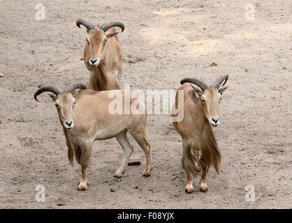 Grupo de los tres, del norte de África (Ammotragus lervia ovejas Barbary) posando junto Foto de stock