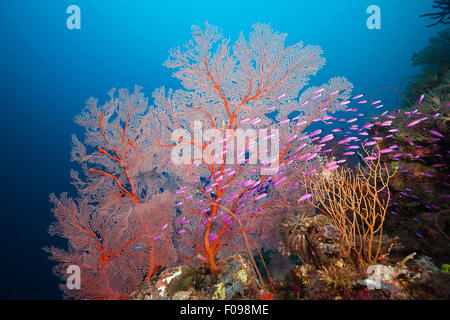 Yellowback Anthias en arrecifes de coral, de Pseudanthias tuka, Laguna Marovo, Islas Salomón Foto de stock