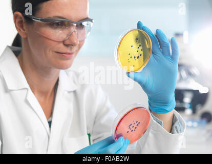 Examen científico conjunto de placas de petri en el laboratorio de microbiología