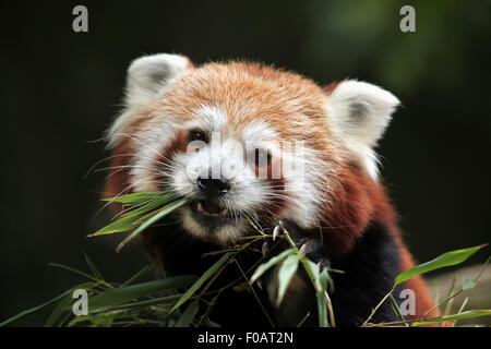 Panda rojo (Ailurus fulgens) come bambú en Chomutov Zoológico en Chomutov, Bohemia del Norte, República Checa.