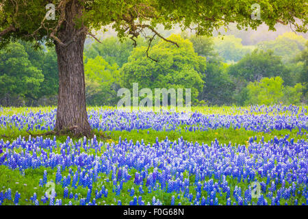 Bluebonnet campo debajo de una encina cerca de Llano, Texas