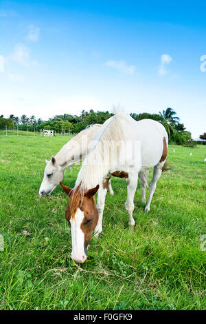 Dos caballos alimentándose de hierba en un gran campo verde durante un día luminoso. Foto de stock