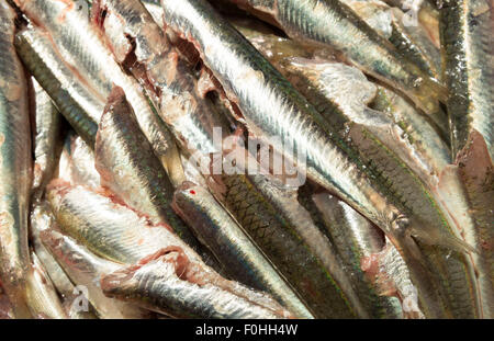 Simplemente comida ,simplemente cocinar - Anchoas listos para ser cocinados Simplemente comida ,simplemente cocinar - Anchoas listos para ser cocinados