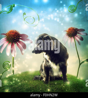Perro Negro en una fantasía colina paisaje con flores de echinacea Foto de stock