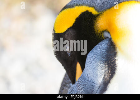 Pingüino Rey (Aptenodytes patagonicus) cerca. Las Islas Malvinas.