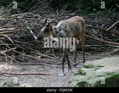 El finés o el bosque euroasiática de los renos (Rangifer tarandus fennicus) Foto de stock