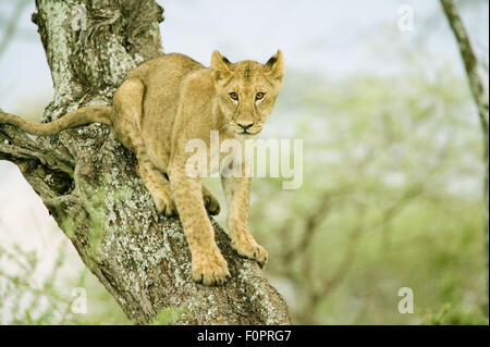 León en un árbol en la zona de Serengeti de Tanzania, África Foto de stock