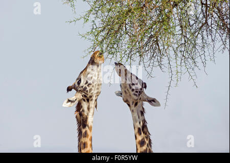 Jirafas Masai (Giraffa camelopardalis) alimentándose de una gran acacia, Reserva Nacional de Masai Mara, el condado de Narok, Kenia Foto de stock