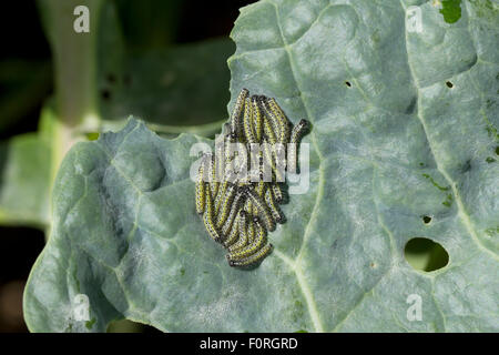 Un grupo de pequeñas repollo blanco las orugas se alimentan de las hojas de las coles de Bruselas plant