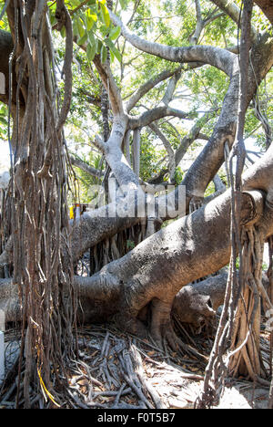 Una enorme higuera o árbol de banyan (Ficus aurea de la familia Morera) en la Isla del Río Cuale en Puerto Vallarta, México. Foto de stock