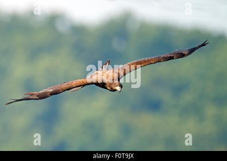El águila calva americana juvenil en vuelo Foto de stock