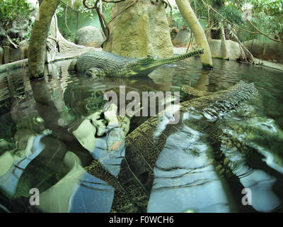Cocodrilo indio gavialis gangeticus en zoo un estanque artificial