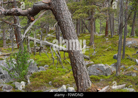 Pino silvestre (Pinus sylvestris) de troncos en el bosque de pinos de antiguo crecimiento, Stora Sjofallet Parque Nacional mayor área Rewilding, Laponia, Laponia Norrbotten, Suecia, en junio. Foto de stock