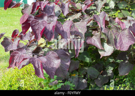 Púrpura teñida follaje joven de la variedad ciclamor oriental, Cercis canadensis "Bosque Pansy' Foto de stock
