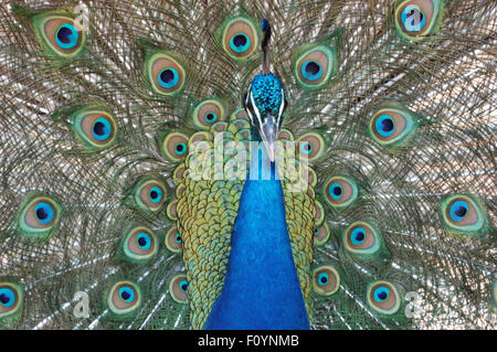 La cabeza y las plumas de un pavo real (Indian Peafowl) Pavo cristatus