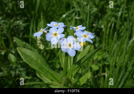 Flor Azul de agua o true Forget-me-not, Myosotis scorpioides, Berkshire, Junio Foto de stock
