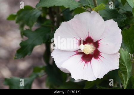 Hibiscus syriacus 'Melrose' Flor. Foto de stock