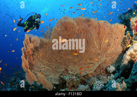 Mar Rojo, Egipto. 15 Oct, 2014. Diver fotografiar coral seafan gorgonias púrpura (Gorgonia flabellum) Mar Rojo, Egipto, África © Andrey Nekrasov/Cable/ZUMA ZUMAPRESS.com/Alamy Live News Foto de stock