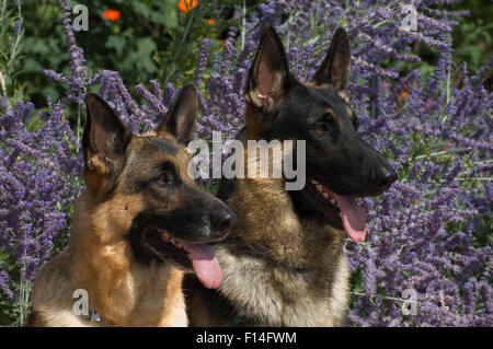 Dos perros Pastor Alemán delante de flores de lavanda