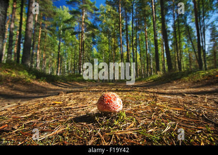 Una amonita en el bosque Foto de stock