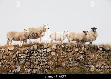 Un grupo de ovejas y corderos Ovis aries, de pie en una fila en un muro de piedra seca mirador en la campiña inglesa en un aburrido día de primavera Foto de stock