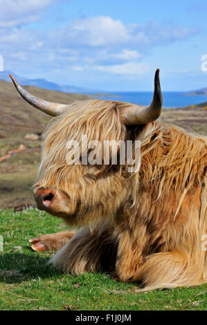 Highland vaca (Bos taurus) cerca de retrato en las Highlands escocesas, Scotland, Reino Unido Foto de stock