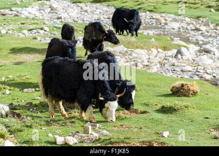 Negro (Bos grunniens) yaks pastando en un verde prado, zona Changtang Korzok, Jammu y Cachemira, la India Foto de stock