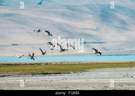 Una bandada de gansos de cabeza de barra (Anser indicus) sobrevolando el paisaje árido y el agua color turquesa de TSO Moriri Foto de stock