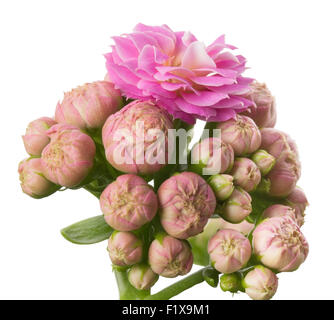 Kalanhoe flor rosa sobre fondo blanco . Foto de stock