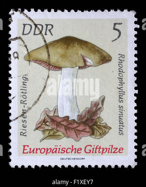 Sello impreso en RDA muestra imagen de la Entoloma sinuatum, de la Serie Europea de setas venenosas, circa 1974 Foto de stock