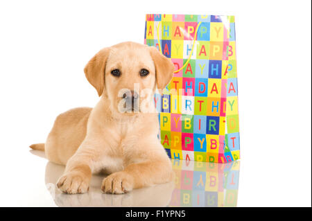 Labrador Retriever cachorro amarillo situado junto al colorido de bolsas de papel impreso Feliz cumpleaños Foto de stock