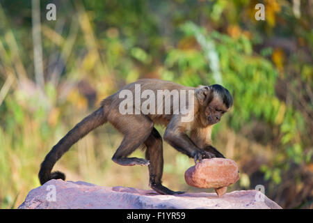 Tufted capuchino (Cebus apella) Menores utilizando piedra de crack fruto abierto del estado de Piaui Brasil Foto de stock