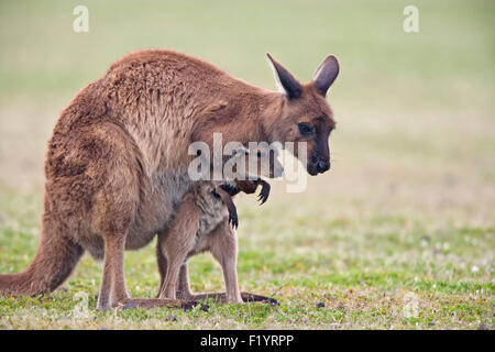 El canguro gris occidental (Macropus fuliginosus) hembra celebración joey Kangaroo Island Parque Nacional Flinders Chase, Australia Foto de stock