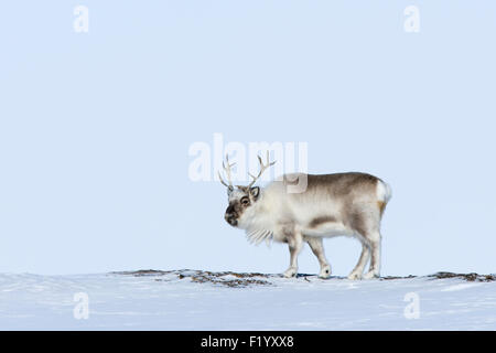 Svalbard los renos (Rangifer tarandus platyrhynchus) Adulto tundra permanente Svalbard