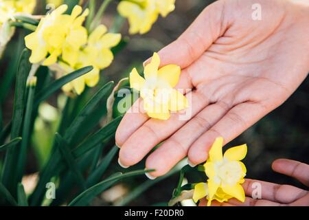 Vista recortada de manos tocan planta con flores amarillas Foto de stock