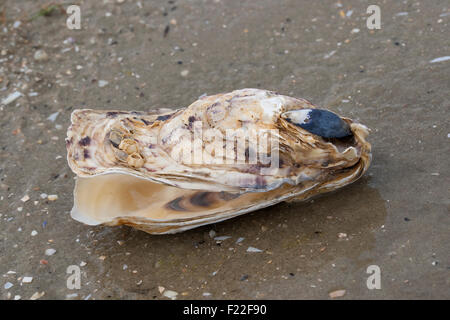 La ostra del Pacífico, la ostra japonesa, Miyagi, ostras, Felsenauster Pazifische Auster, Crassostrea gigas, Crassostrea pacifica Foto de stock